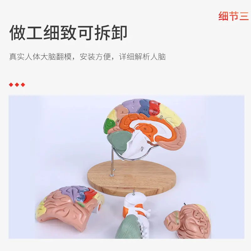 Color division model of brain functional areas, brain anatomy model, human cerebral artery construction, and brain nerves