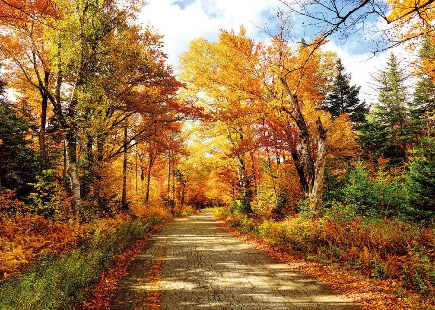 Herbst Fotografie Hintergrund Herbst Hintergrund Gefallene Blätter Echte Natürliche Landschaft Fotografie Hintergrund Party Dekoration Banner