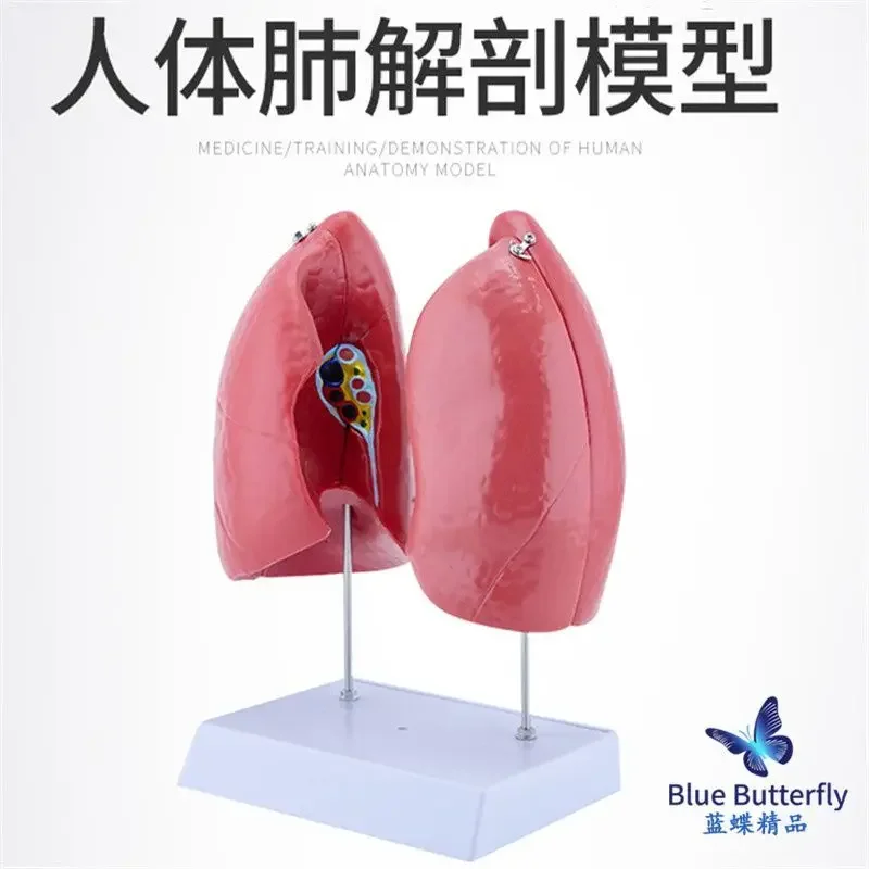 modelo-de-anatomia-pulmonar-grande-natural-exhibicion-de-anatomia-humana-ensenanza-medica