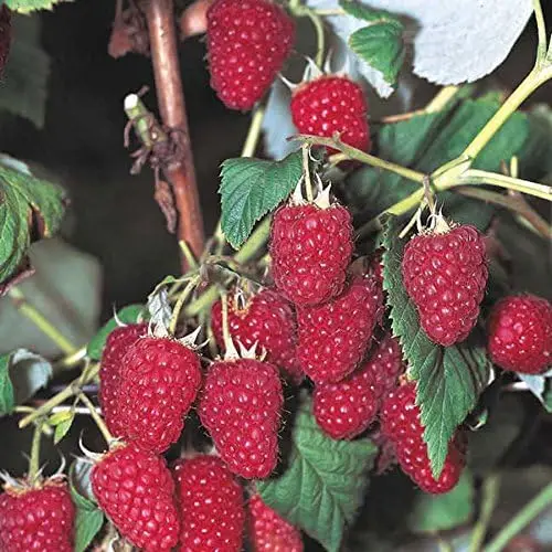 5 Heritage Everbearing Red Raspberry Plants (5 Lrg 2yr Bare Root Canes) Zone 3-8