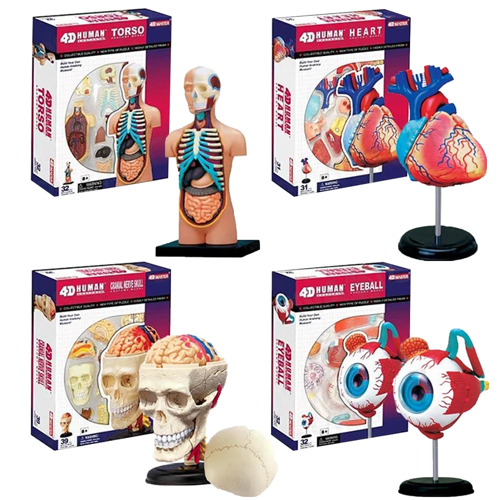 

4D MASTER Human Anatomy Models Brain Heart Eye Knee Joint and Muscle Models Detailed Anatomical Structures Gifts for Students