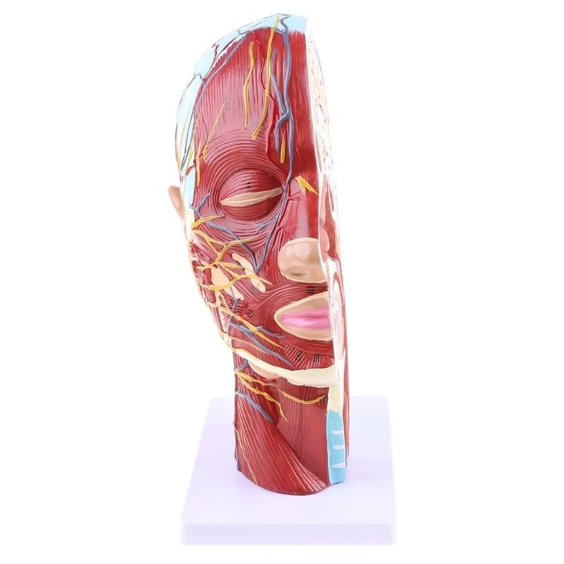 W89C Human Anatomical Meia para a cabeça Face Anatomy Medical Neck Mediana Seção ST