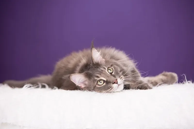 

3x18/23/32/42/106 Turnbuckle Shaft Link Rod 53942 54247 54248 54249 54250 54756 for Tamiya RC Car Upgrade Parts Accessories