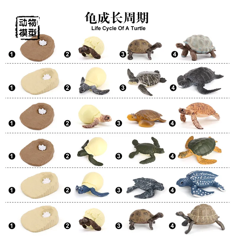 Simulated marine animal model Children's cognitive science and education toy set Sea turtle Tortoise Tortoise growth cycle