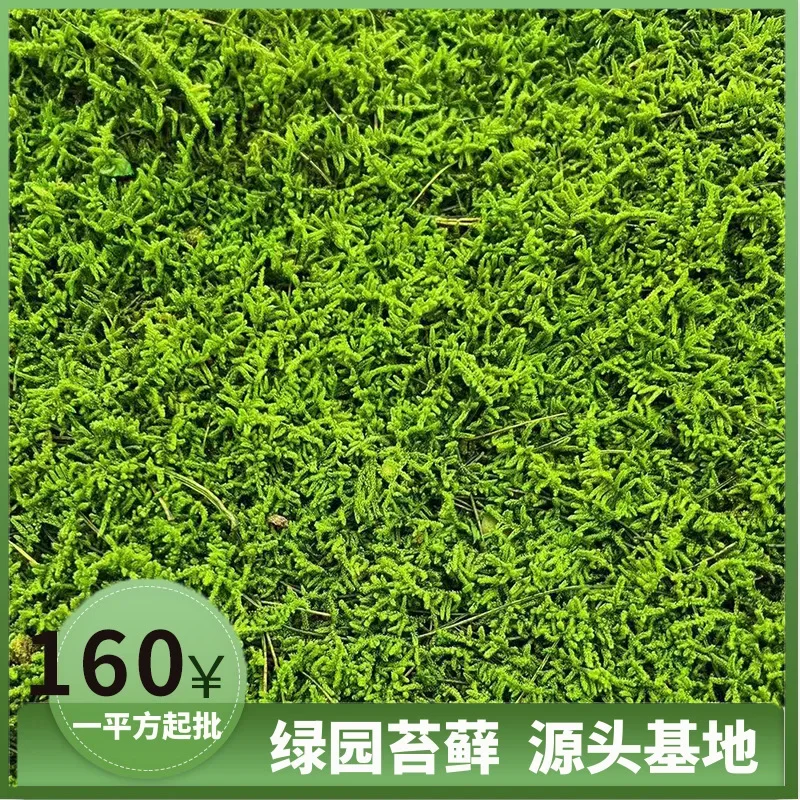 

Yongsheng Big Grey Moss, Tender Green Indoor Landscape Decoration, True Moss Lawn, Landscape Plant Wall, Factory Spot Wholesale