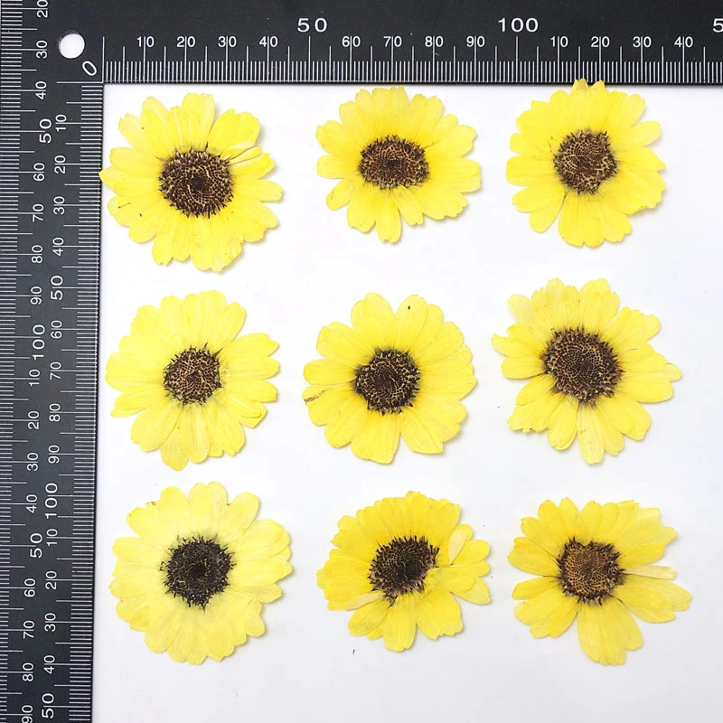 Dried Flowers Accessory Material, Rare Sunflower, Natural Color 80pcs