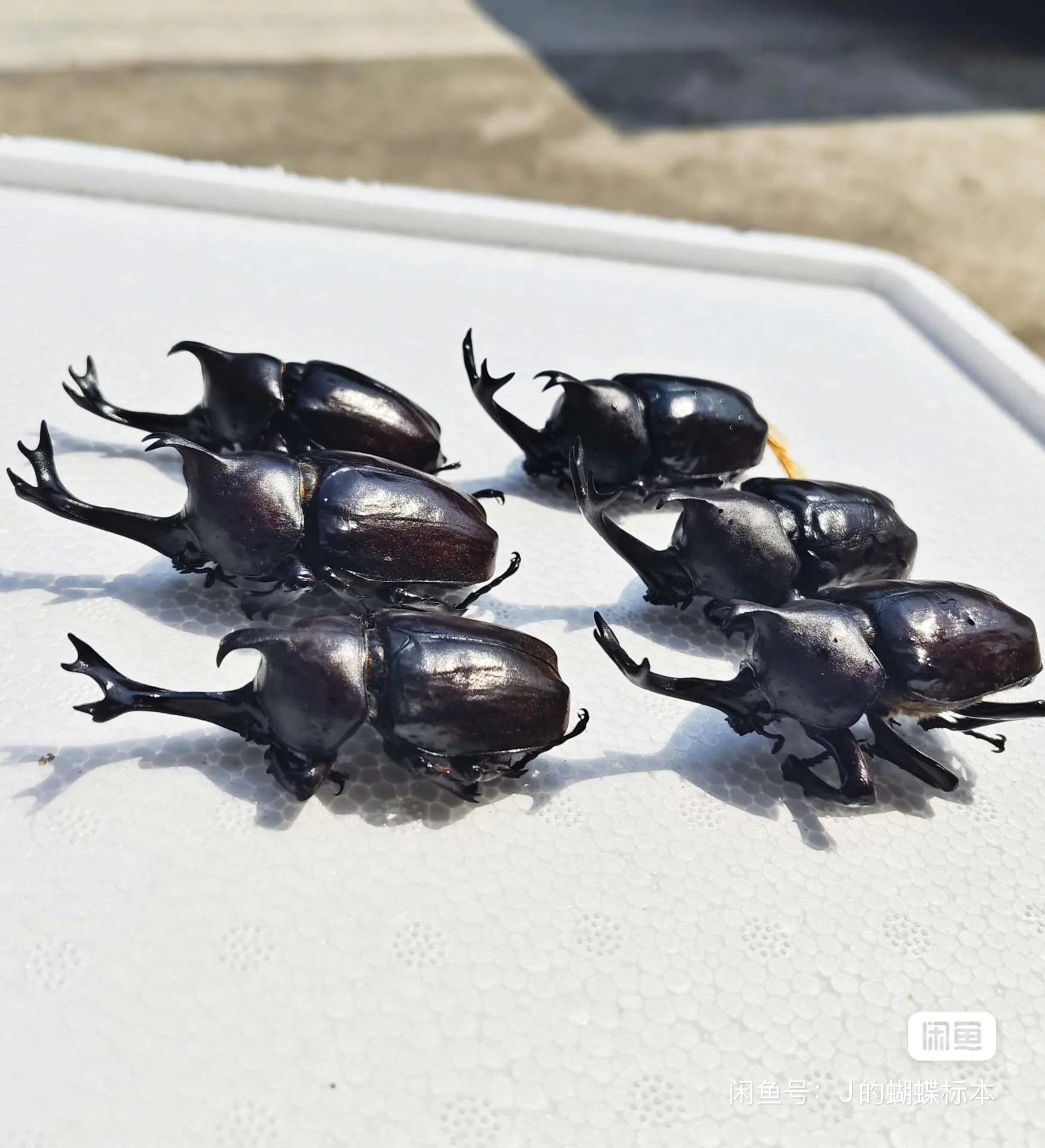 6 pcs Real insect specimens, Allomyrina dichotoma specimens, wet insects, handmade DIY materials, scientific education.