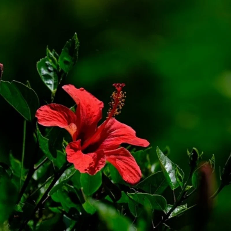 

MJX JJRC 1:14 1:16 14301 14302 14303 Металлический аксессуар для обновления автомобиля с дистанционным управлением, 4 шт., алюминиевый сплав, шестиугольный разъем 12 мм