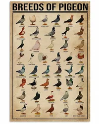 Breeds of Pigeon Metal Signs Pigeon Education Encyclopedia Knowledge Posters Wall Decor Farm Decor Home Decor Vintage Printing