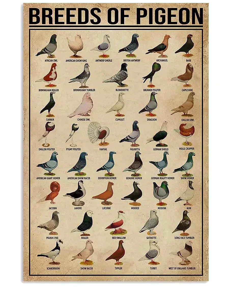 Breeds of Pigeon Metal Signs Pigeon Education Encyclopedia Knowledge Posters Wall Decor Farm Decor Home Decor Vintage Printing