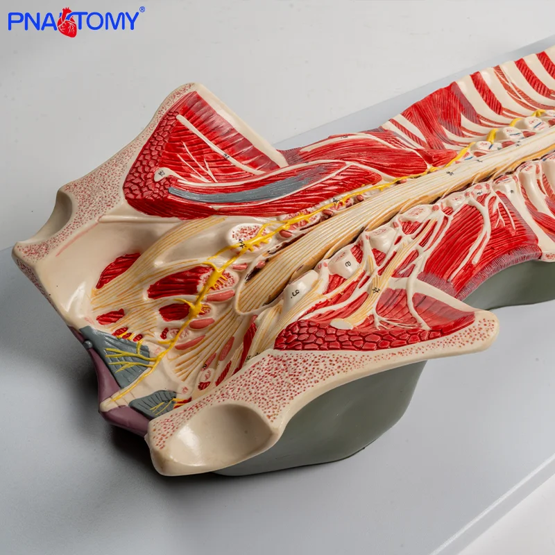 

Enlarged Model of Intraspinal Cord and Spinal Nerves for Medical Teaching Nervous System