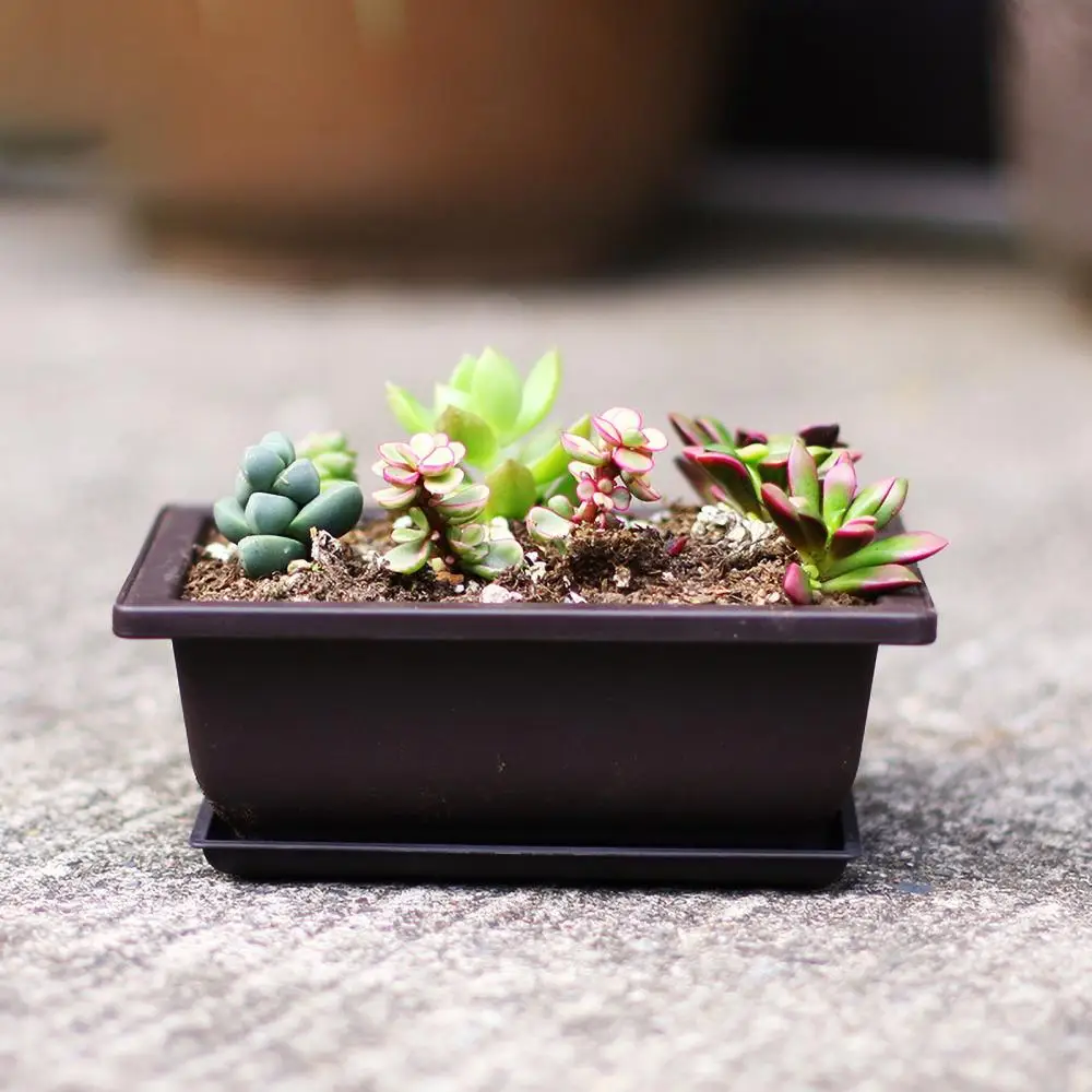 Succulent Flower Pot Square Rectangular Plastic Bonsai Flowerpot Garden Tool Plant Training Pots With Tray Macetas Y Jardineras