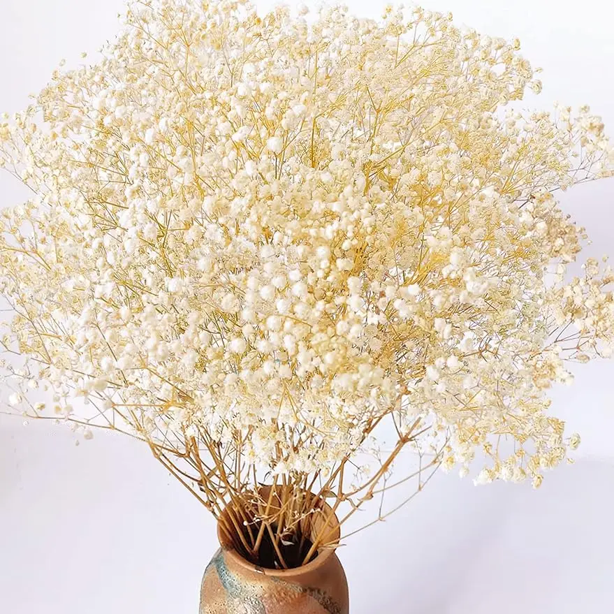 

Dried Babys Breath Flowers Bouquet Ivory White Dry Flowers Natural Gypsophila Branches for Home Table Decor for Vase Wedding