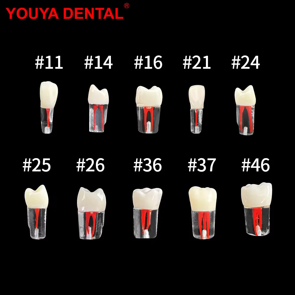 Youya Dental Tooth Model Root Canal Training Model Simulation Dentistry RCT Practice Pulp Cavity Endodontic Teaching Study Model