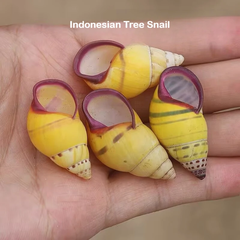 2PCS Indonesian Tree Snail Natural Conch Shell Flame Butuo's Snail Collection Specimen Replacement Decoration Crafts Home Decor