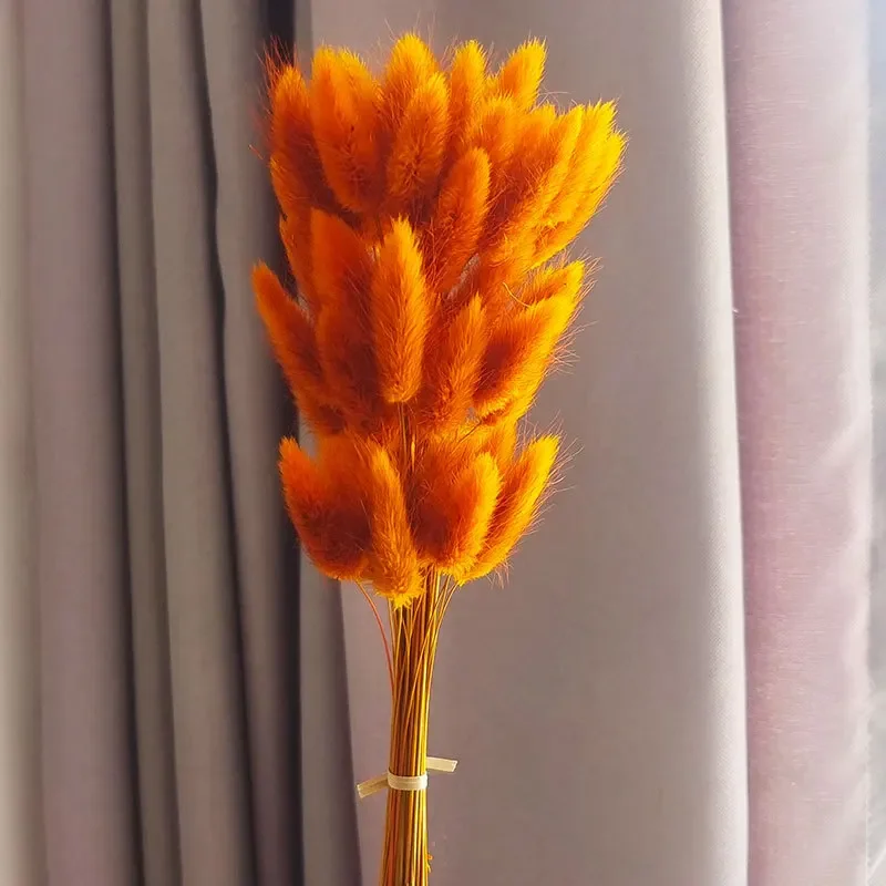Variant: Orange
