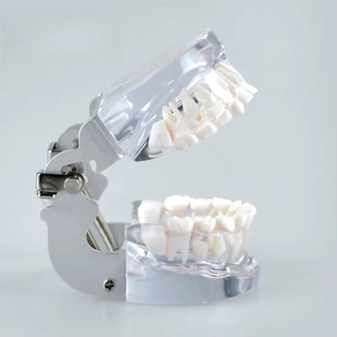 

Transparent Mixed Dentition Doctor-patient Communication Model, 9-12-year-old Transparent Tooth Model Replacement Cavity