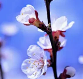 Car Multimedia 7" S… - image