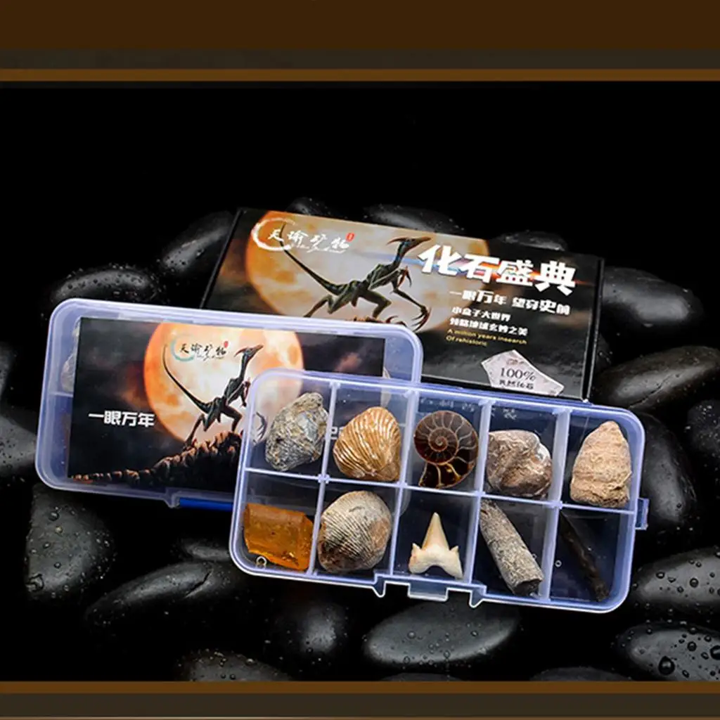 Ferramenta de ensino em sala de aula, kit de coleção de fósseis, brinquedo científico educacional multicolorido para escola e estudo doméstico