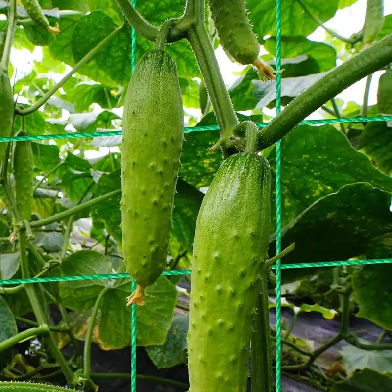 Imagem -03 - Dobrável A-frame Treliça de Jardim Plantas de Escalada Suporte Treliça Pepino Tomate Abobrinha 48 x 48