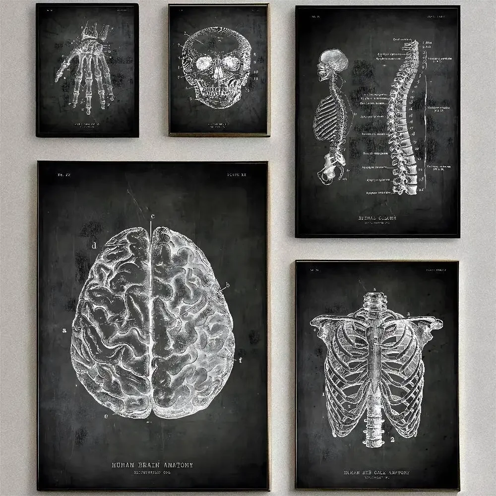 Chalkboard Anatomy Canvas Painting Spinal Column Anatomy Posters High Quality Wall Art Decorations Color Prints Sticky