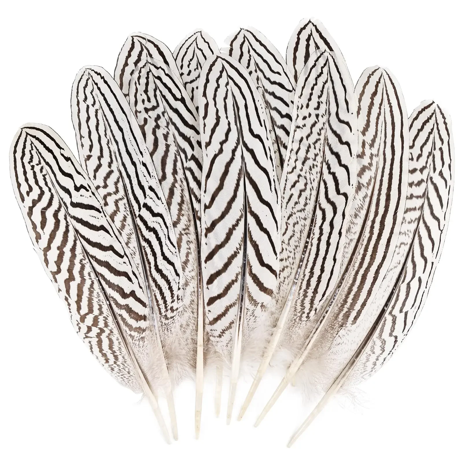 

Silver Pheasant Feathers 7-8inch Bulk Natural Spotted Feathers for DIY Crafts Wedding Decoration Home Decor Feather Accessories