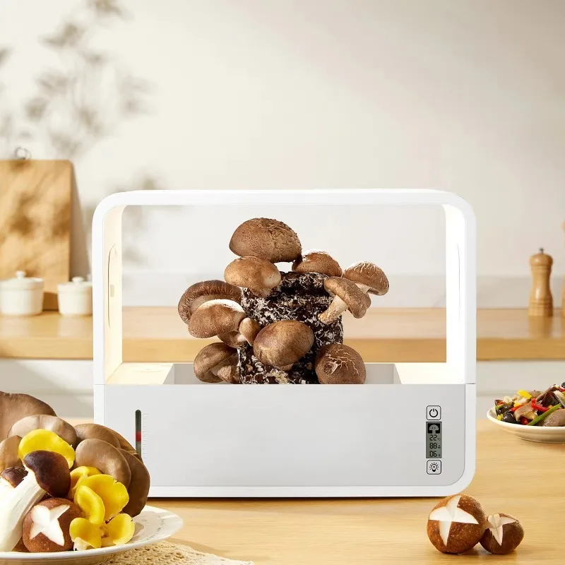 Practical home decor with a variety of mushroom incubator kits