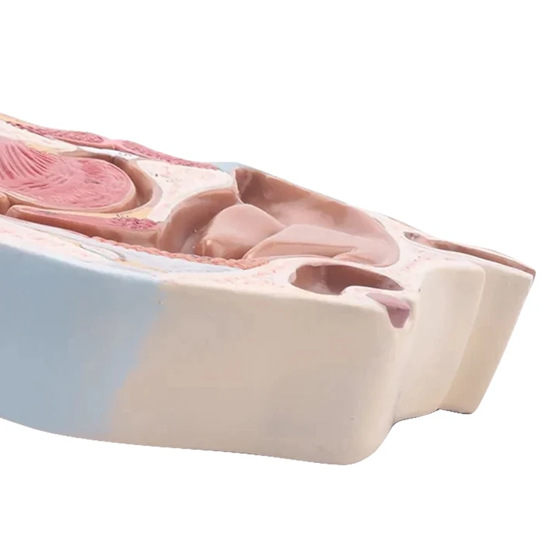 Modelo Anatômico Humano para Ensino, Garganta da Cavidade Nasal, Ciência, Exposição do Estudo