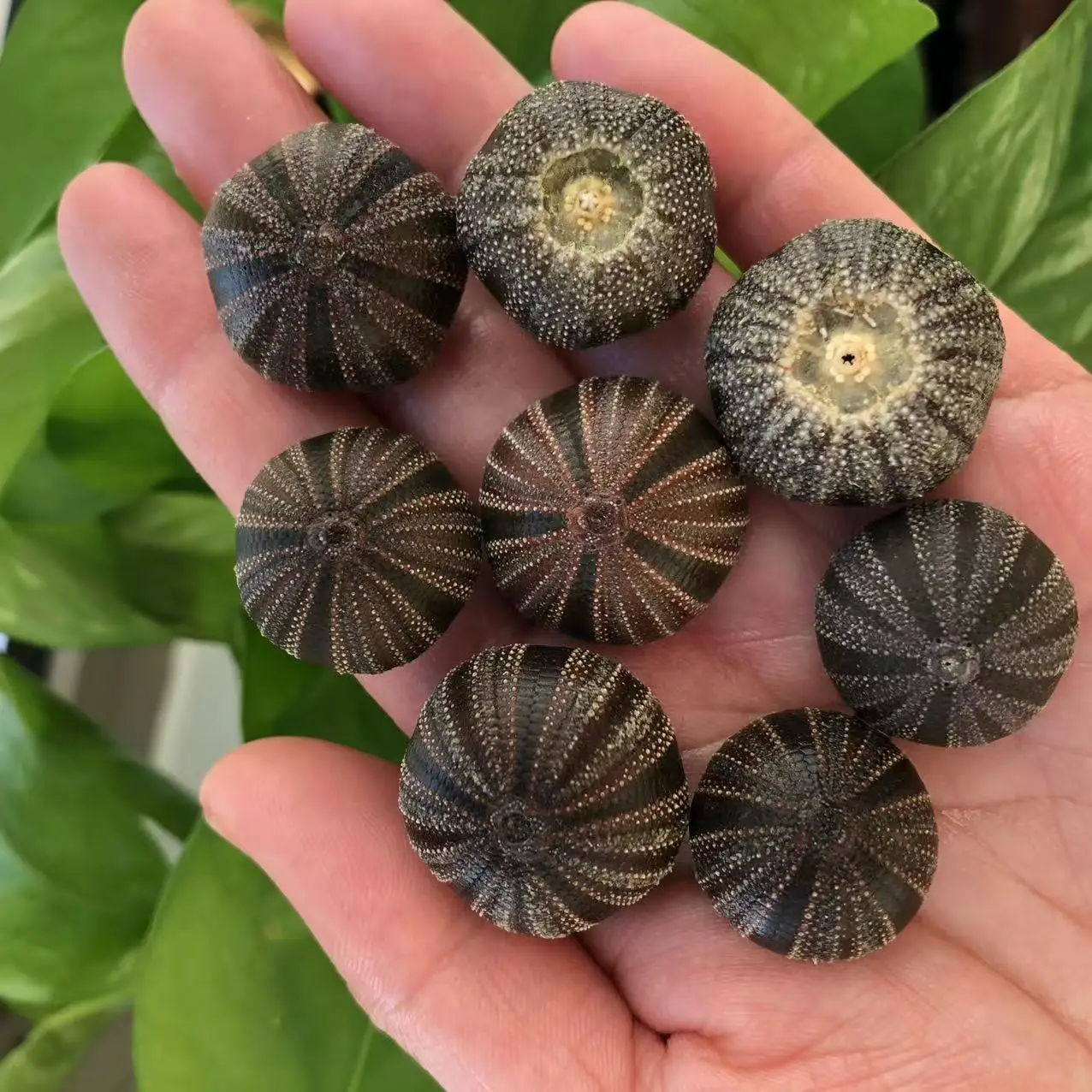 Mespilia GlobulusLinnaeus,Natural Sea Urchin Shell DIY, Sea Urchin Light & Air Plant Scaping Decor, Gift for Friends