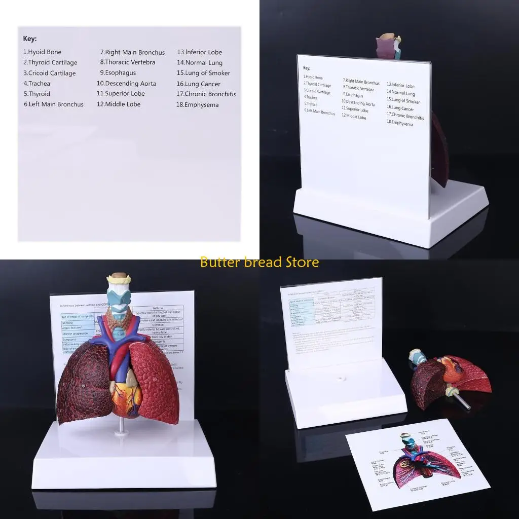 W89C Life Size Human Lung Model Anatomical Respiratory System Anatomy for School Science Resources Study Display Teaching Tool