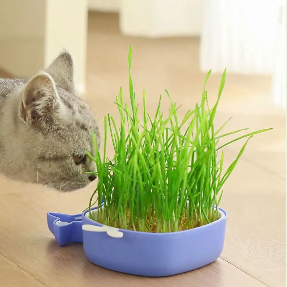 Little Whale Cultivation Sprouting Tray Reusable Cat Grass Planting Growing Tray Creative Convenient Germination Nursery Pot