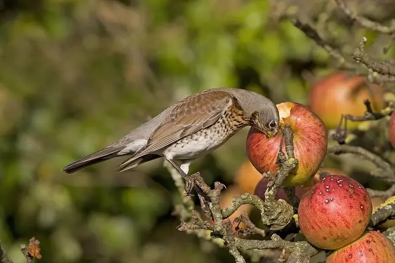 

9006E Внедорожный альпинистский автомобиль 4WD RC в масштабе 1/14 — корпус из ПВХ, высокая скорость 40 км/ч, большие колеса