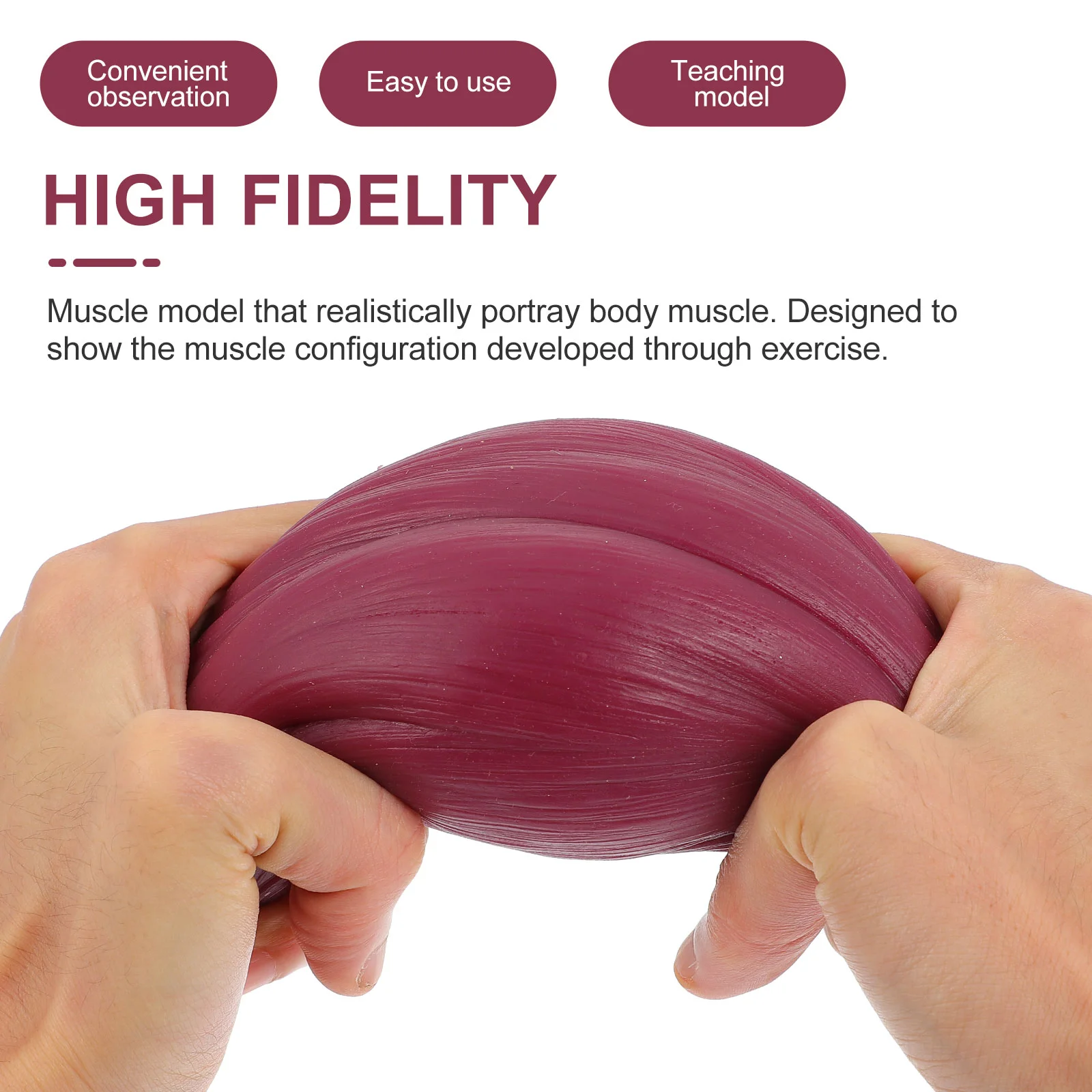 Muscle Learning Aid Model 1 Pound Replica Siphon Silica Gel Lb Human Body Child