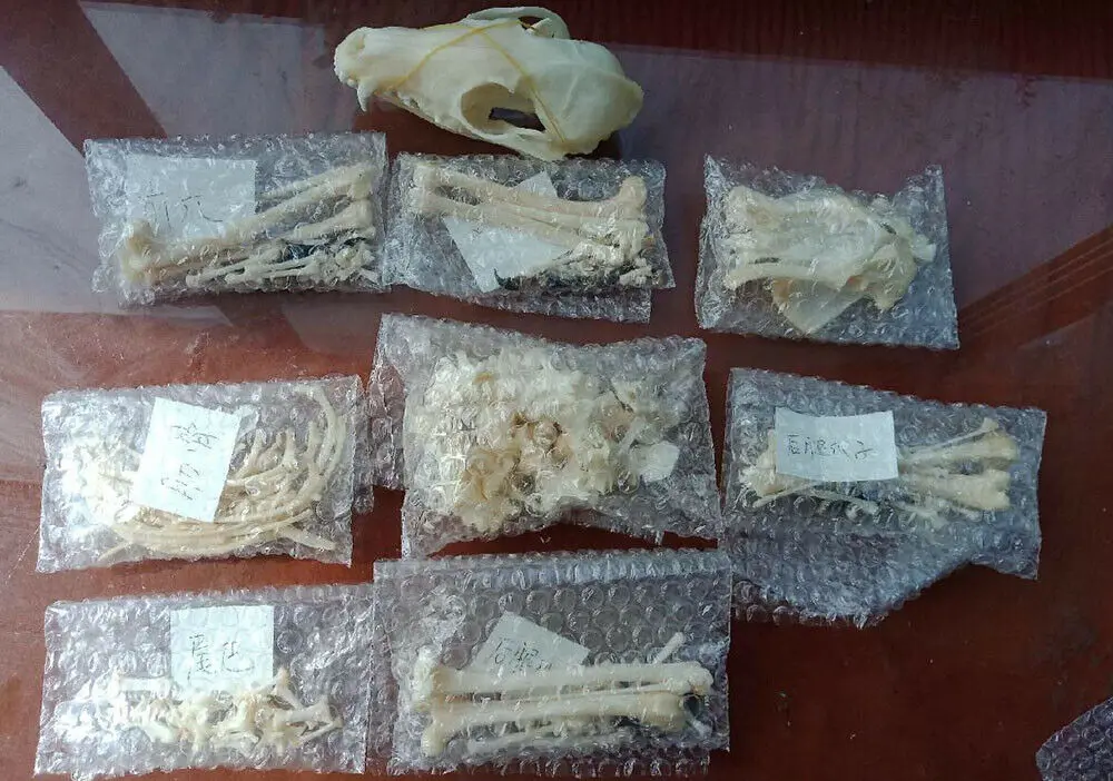 1Pcs Vulpes vulpes Red Fox, Silver Fox, Cross Fox Skull complete animal skeleton specimen