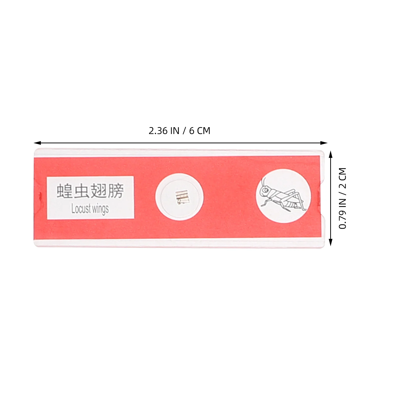 Kit di campioni biologici per vetrini per microscopio educativo da 24 pezzi Aula per esperimenti scientifici per bambini