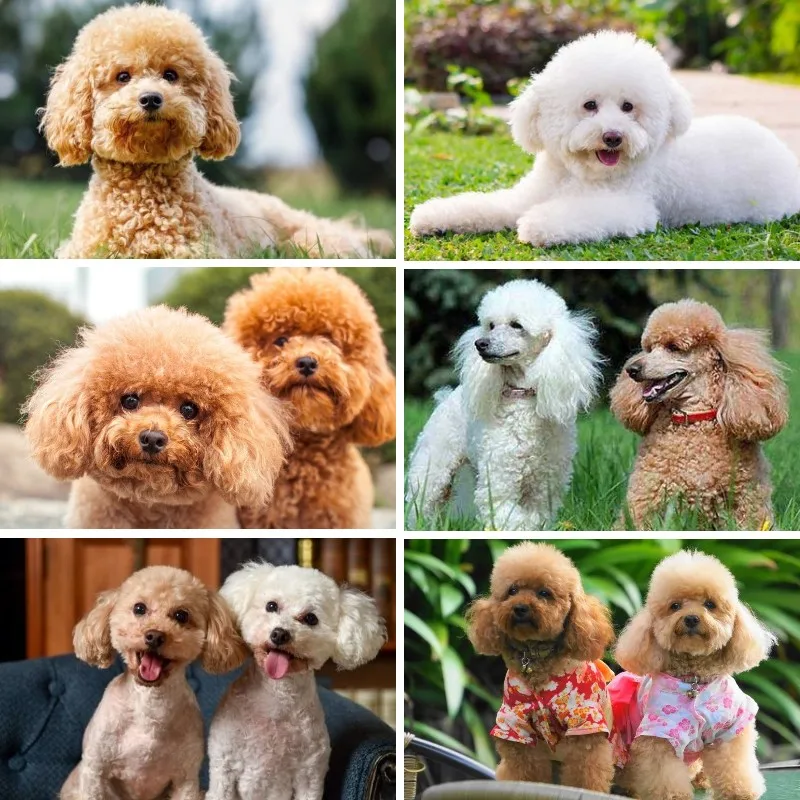 Brown Teddy Poodle Puppy DIY Diamond Embroidery 5D Cross Stitch Dog Diamond Painting Rhinestone Full Diamond Mosaic Decor Gift