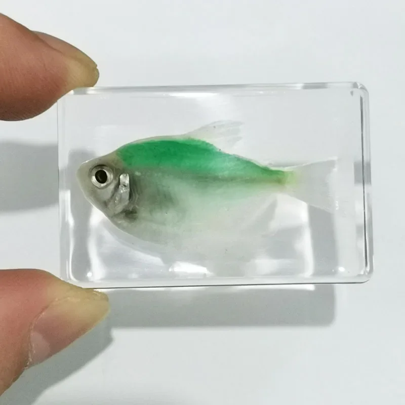 Delicate Small Fish Specimens Built In Highly Translucent Epoxy Resin Suitable for Home Decoration Birthday Holiday Gifts 44mm