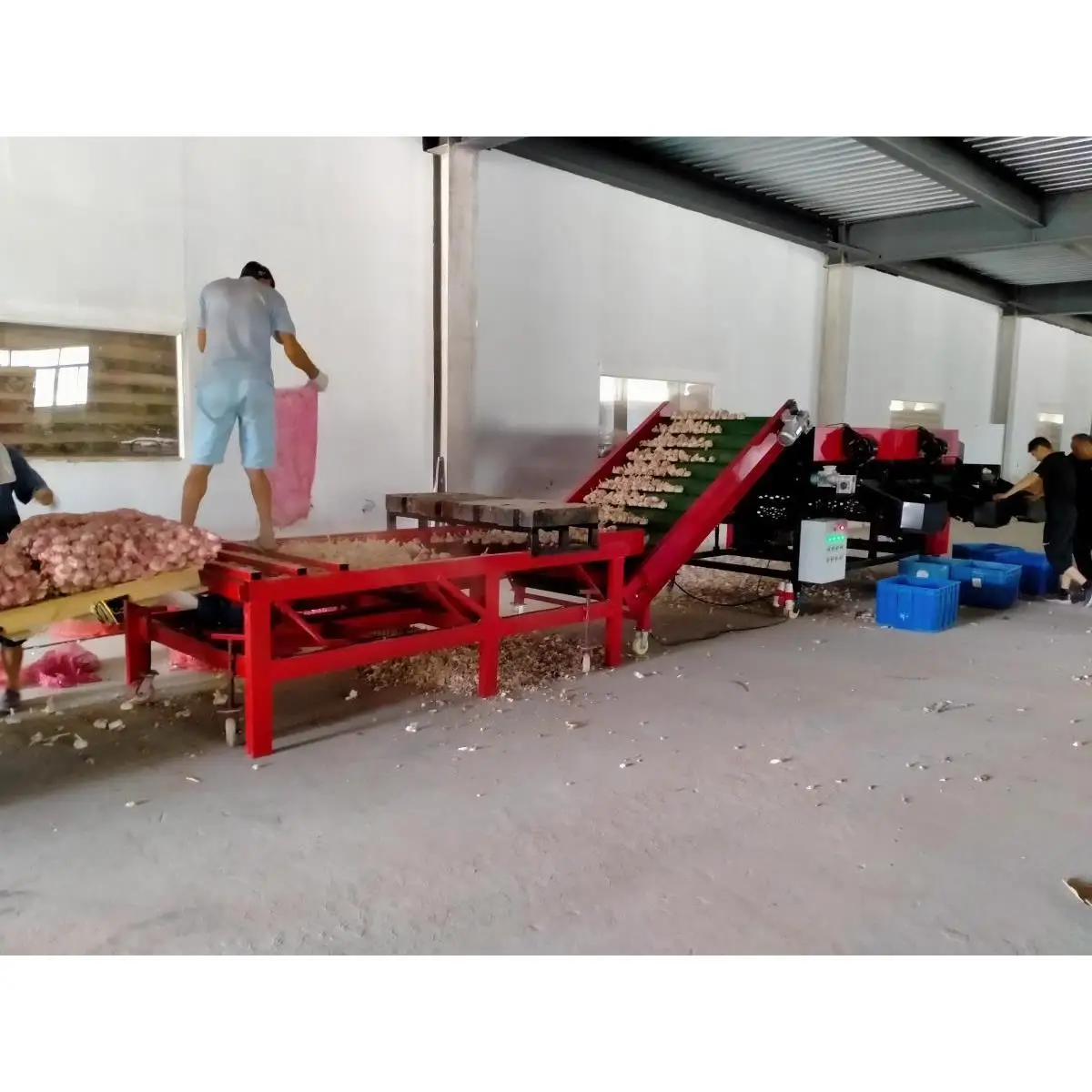 Selezionatrice automatica per classificazione delle dimensioni dell'aglio personalizzata in fabbrica Selezionatrice per dimensionamento degli agli industriali automatici in vendita