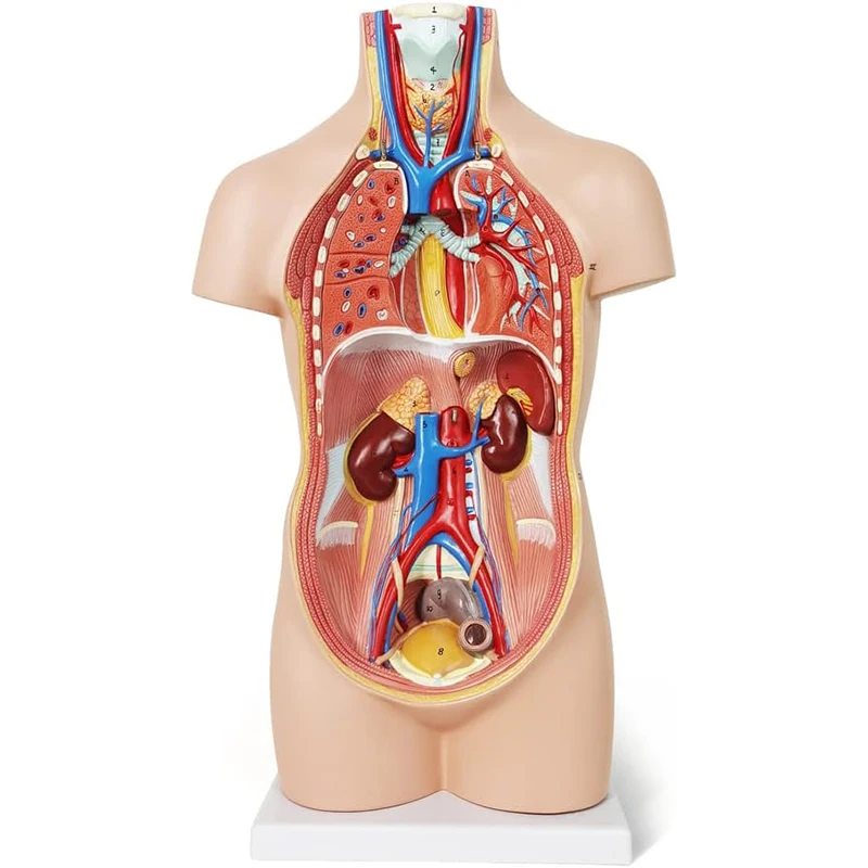 52CM12 Pcs Removable Human Torso Anatomy Model Human Body Organ Anatomy Model for Medical Learning,Education Display