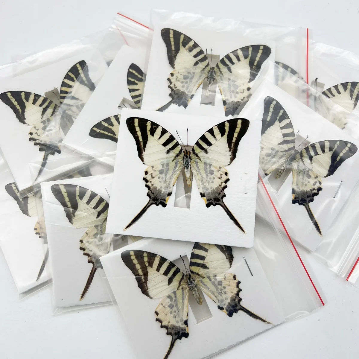 

6-100 pcs natural Real Butterflies Specimen (Graphium antiphates）