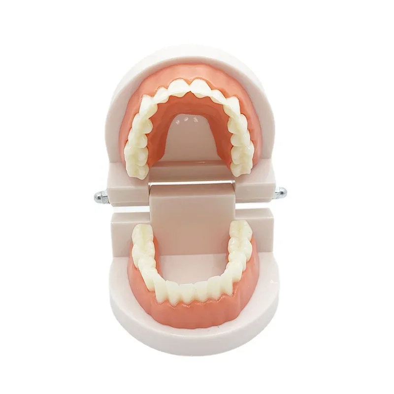 1:1 Dental Model False Teeth Teaching Model Dentistry Dentures Gifts Supplies Tool for Practice Demonstration Good Quality