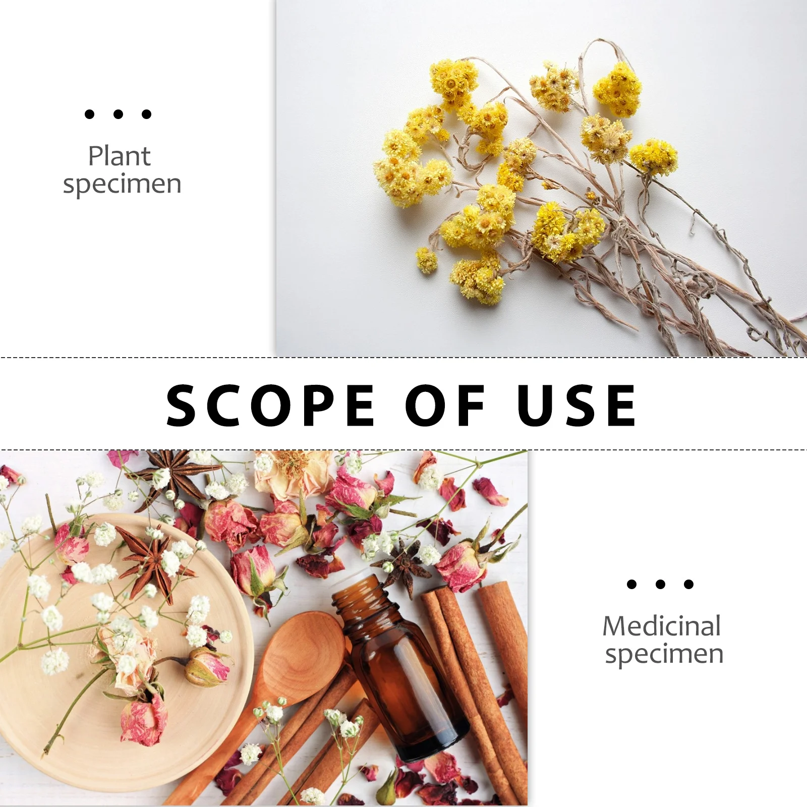 

1Set Wooden Specimens Making Clip Herbarium Holder Durable Portable Teaching Equipment Plant Specimen Clip Specimens Holder