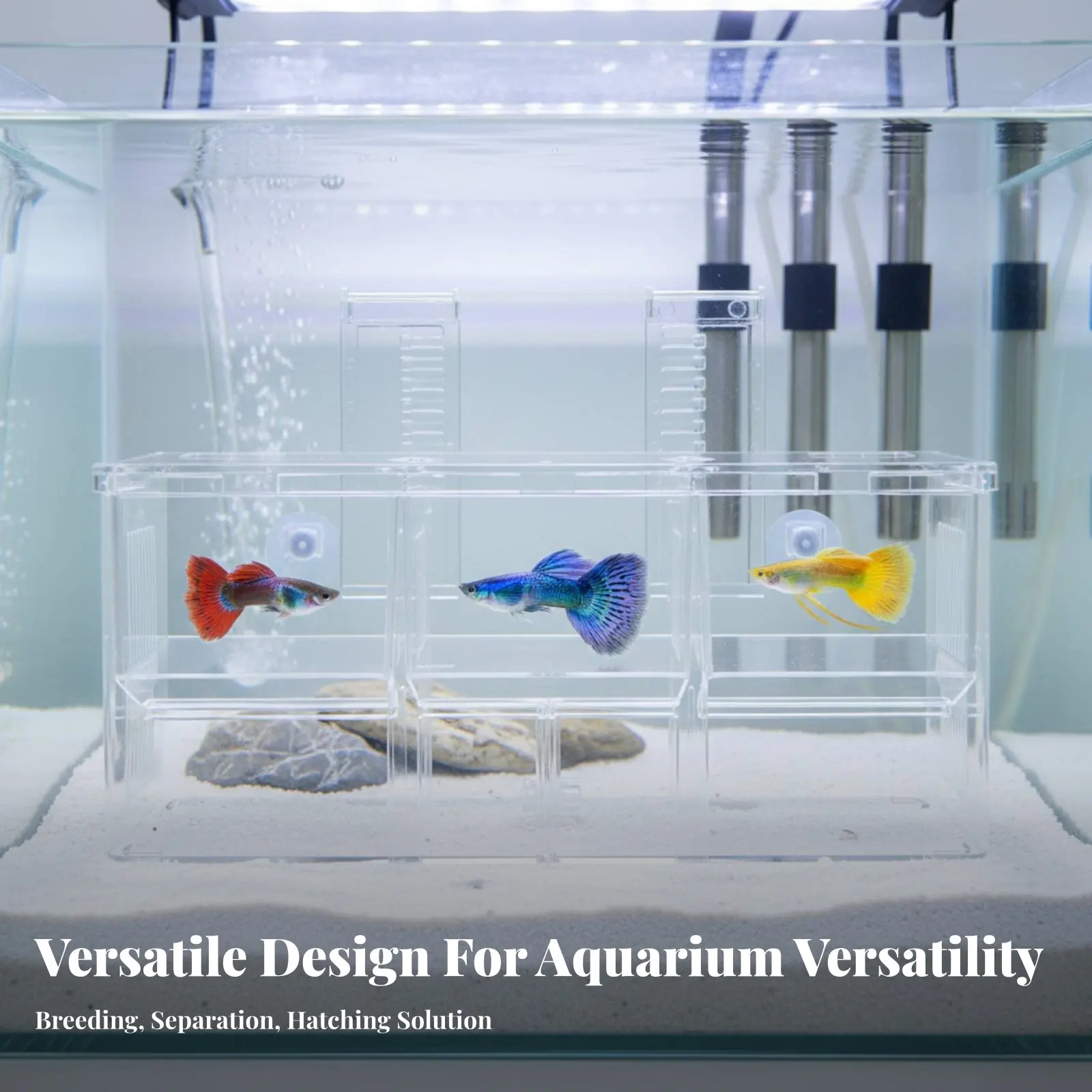 Hábito de Criação de Guppies com 3 Compartimentos Removíveis, Incubadora de Criaturas Aquáticas, Recipiente de Separação de Alevinos