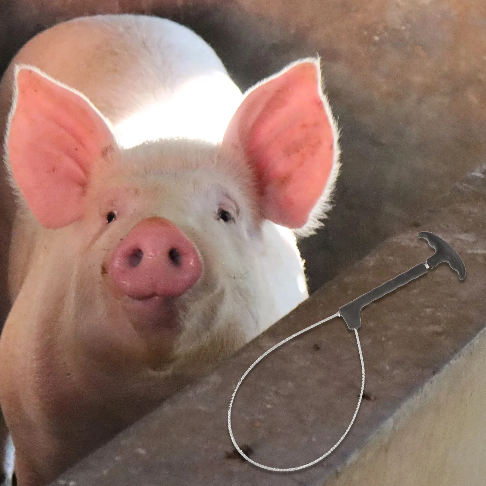 3Pcs Stainless Steel Pig Catcher Efficient Animal Handling Tool for Injections Swine Restraint Farm Animal Catcher
