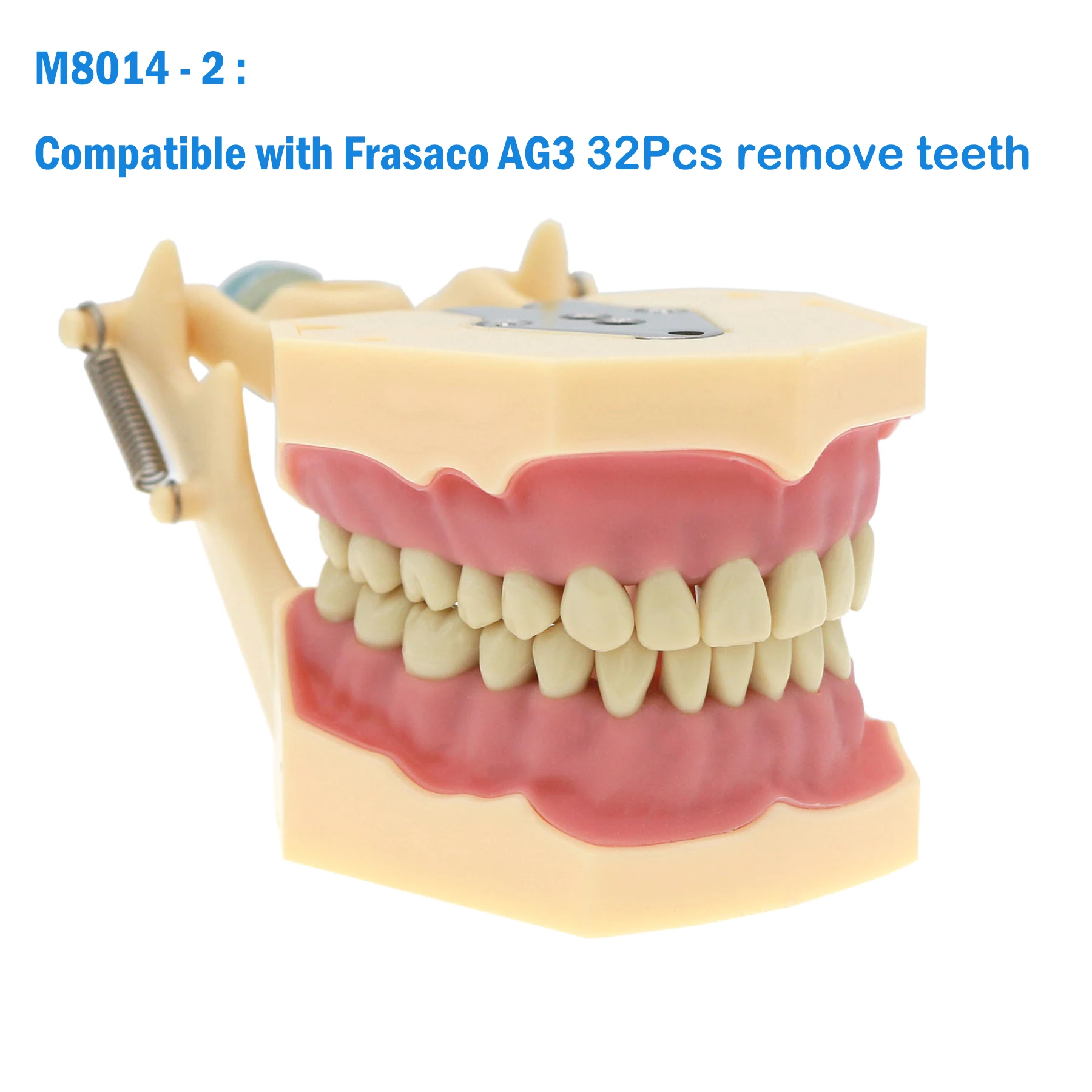 Fit Frasaco AG3 Typodont Tandheelkundige Tanden Model Volledige tanden 32 Stuks Schroef-in Praktijk Vullen Zachte Gom Gingivae tanden Training Teach