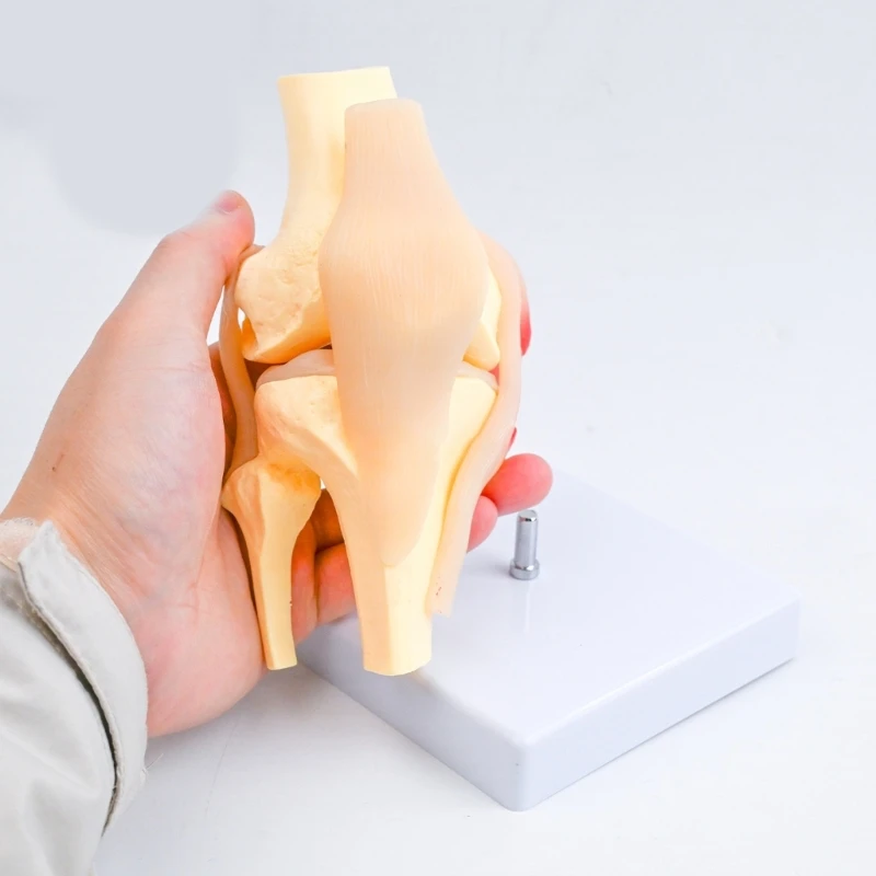  Patella Knee Joint Structure Anatomy Model With Detailed Muscles and Ligaments For Classroom Demonstration Anatomy Study
