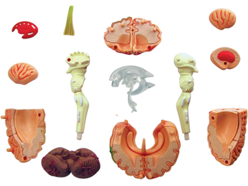Human Brain Anatomy Model Detachable Assembled Cerebral Vessels Neurology Teaching
