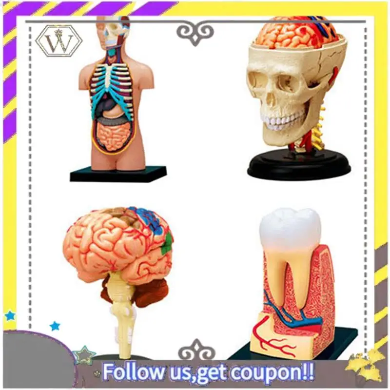 جديد - نموذج جسم الإنسان الجذري، أجزاء قابلة للإزالة، نموذج الأعضاء التعليمية لطلاب فئة الدراسة #3
