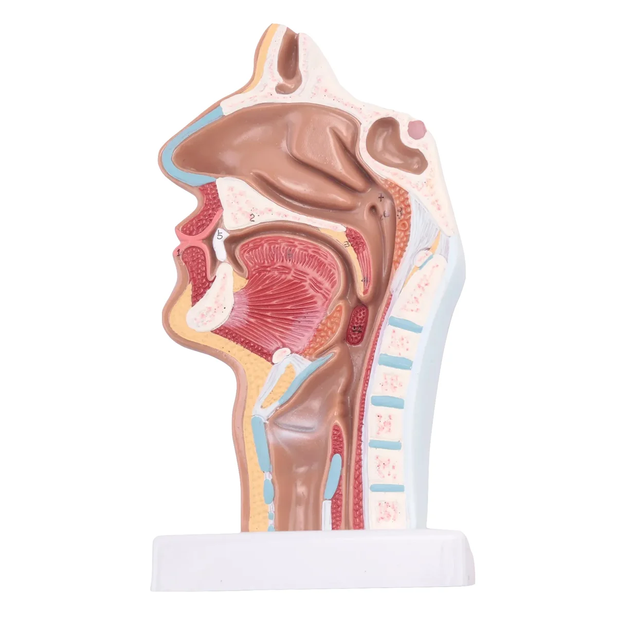 N87R Anatomiczny model anatomii ludzkiej jamy nosowej i gardła do nauki w klasie Model nauczania