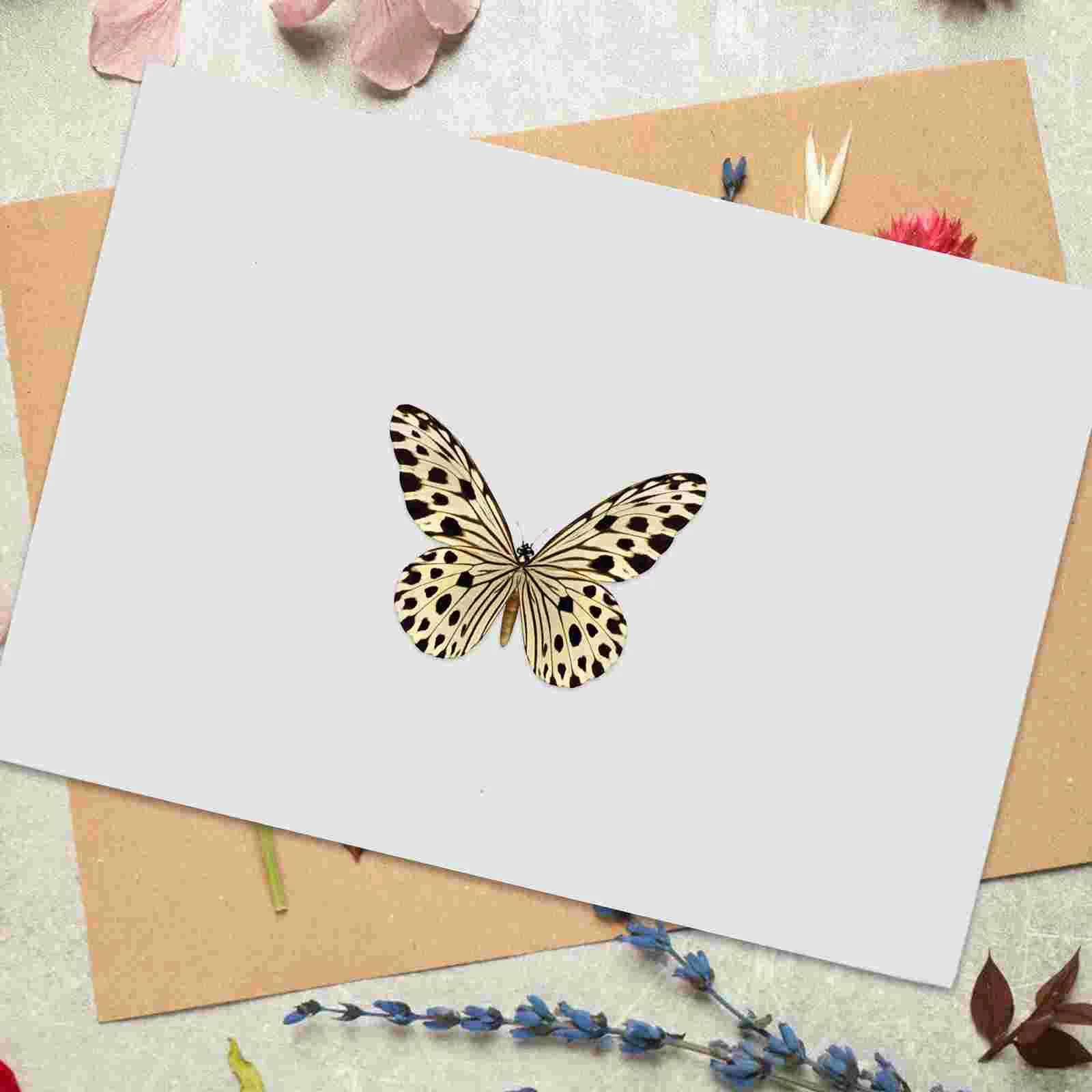 

Specimen Spread Plate Display Board Pinning Spreading for Entomology Mounting Tool